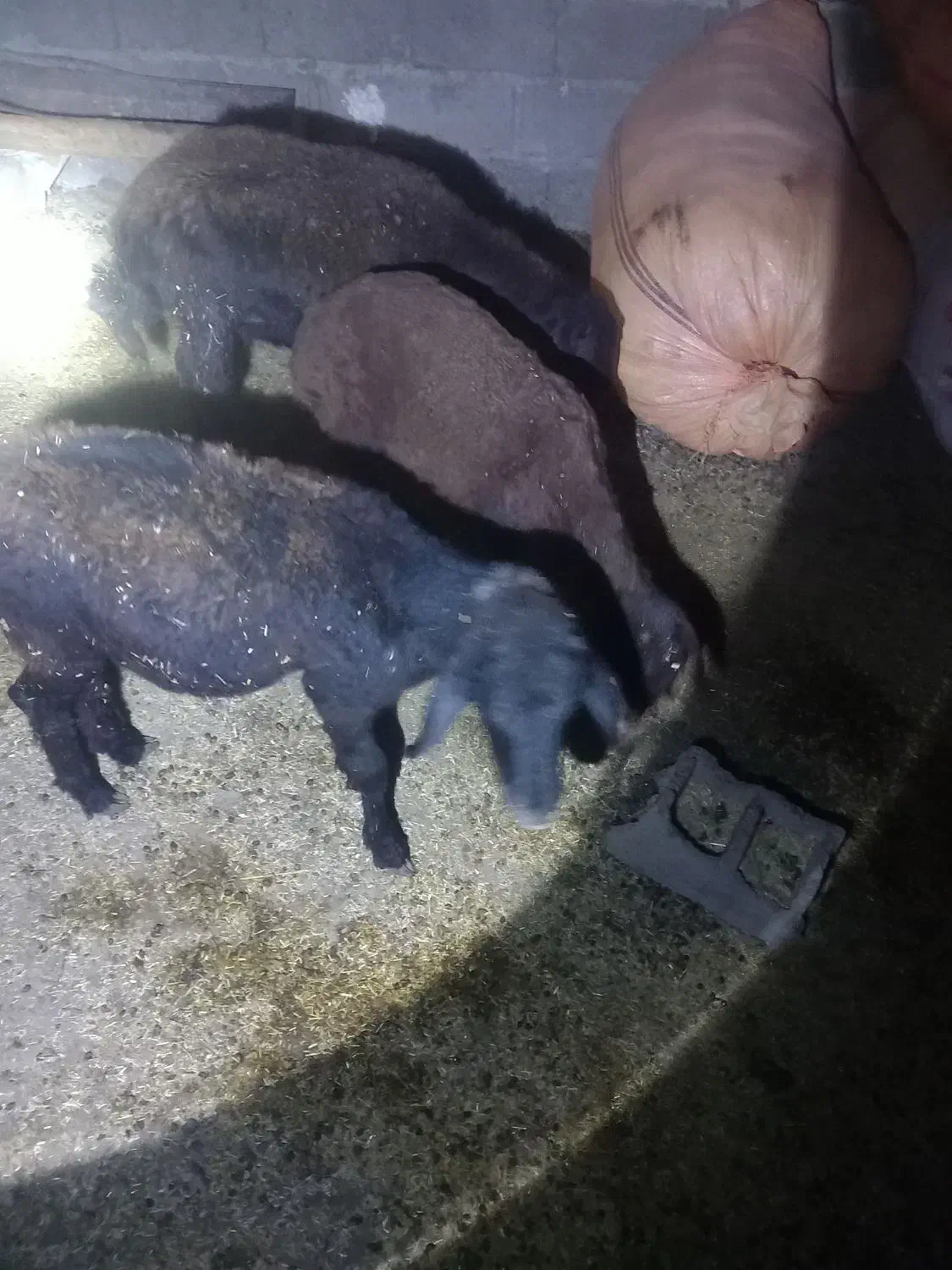 ۳عدد بره|حیوانات مزرعه|گنبد کاووس, |دیوار