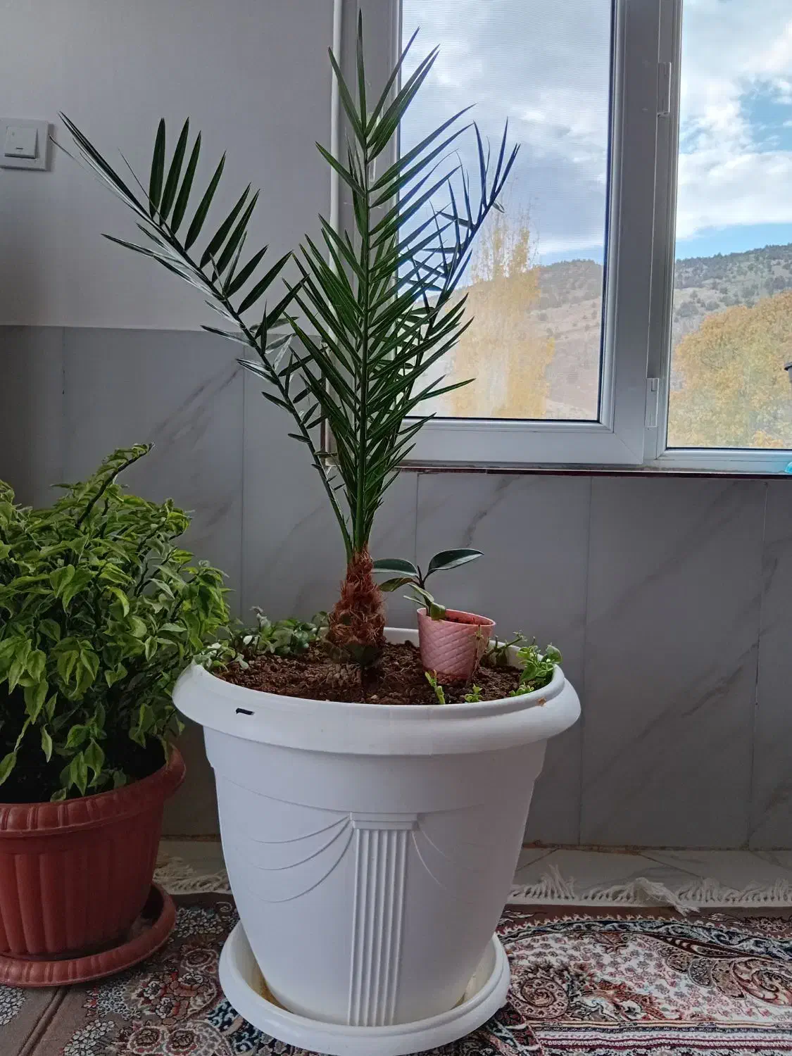 درختچه خرما|گل و گیاه طبیعی|بجنورد, |دیوار