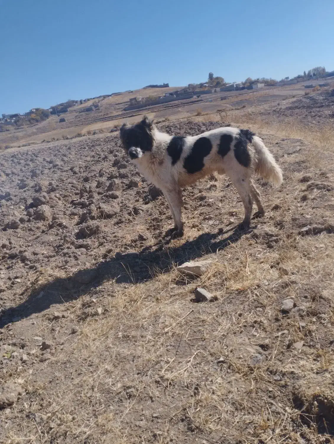 سگ گله نگهبان|سگ|هریس, |دیوار