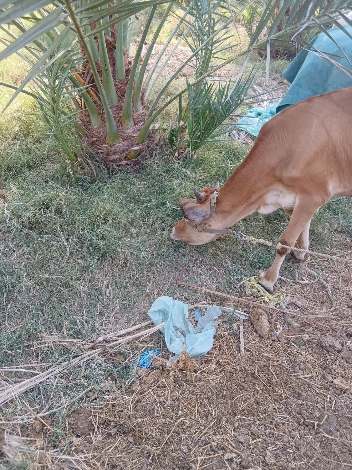 گوساله سوزنی نسل شیری|حیوانات مزرعه|جیرفت, |دیوار