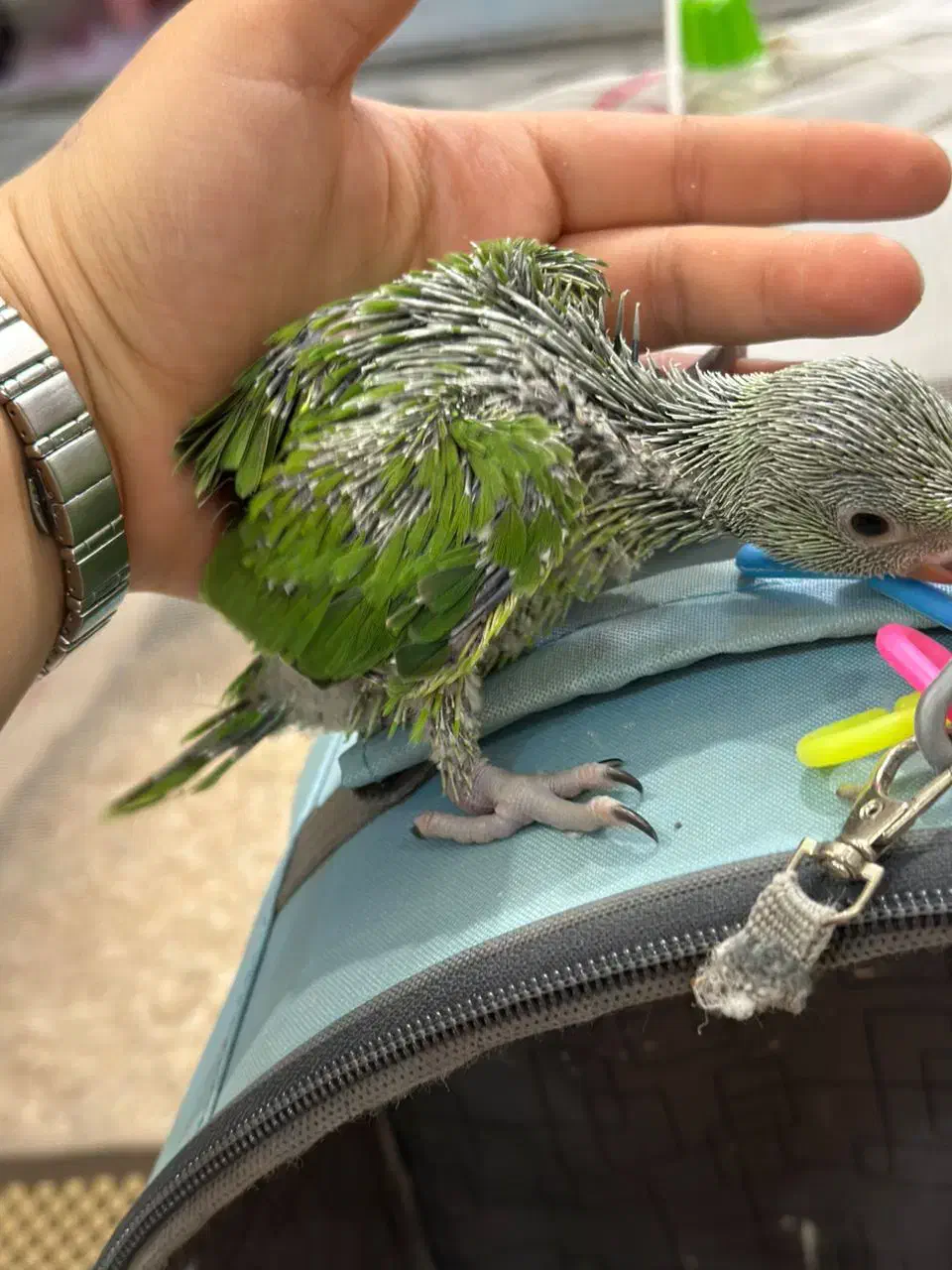 جوجه سرلاکی ملنگو (زیر قیمت همه جا) کاسکو شاه طوطی|پرنده|تهران, جیحون|دیوار