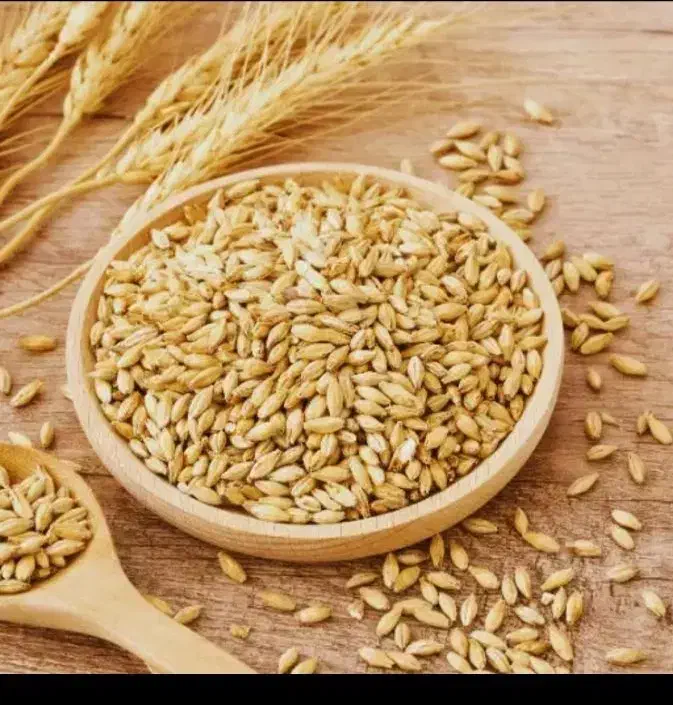 گندم بذری مهرگان بوجاری|خدمات باغبانی و درختکاری|حمیدیه, |دیوار