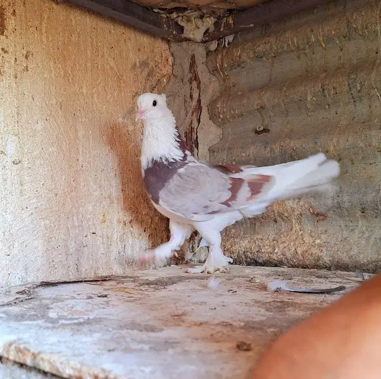 کفتر ۲تا ماده کاکولی پریا|پرنده|ری, ولی آباد|دیوار