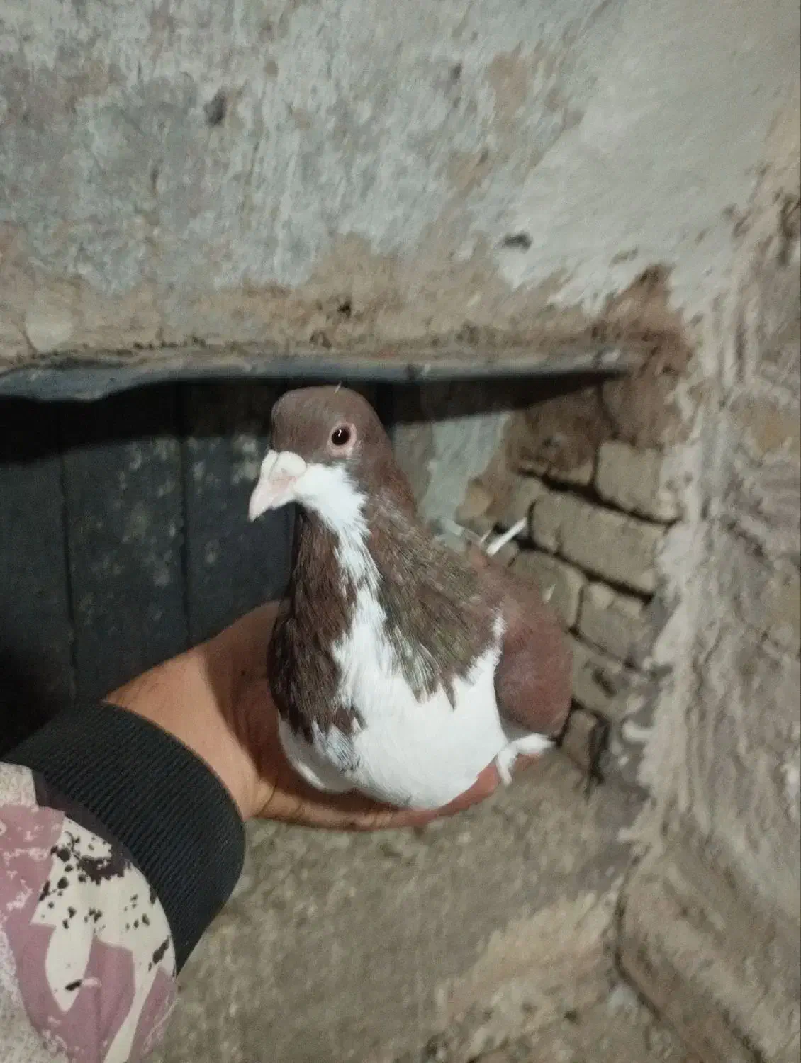 کبوتر|پرنده|اسفرورین, |دیوار