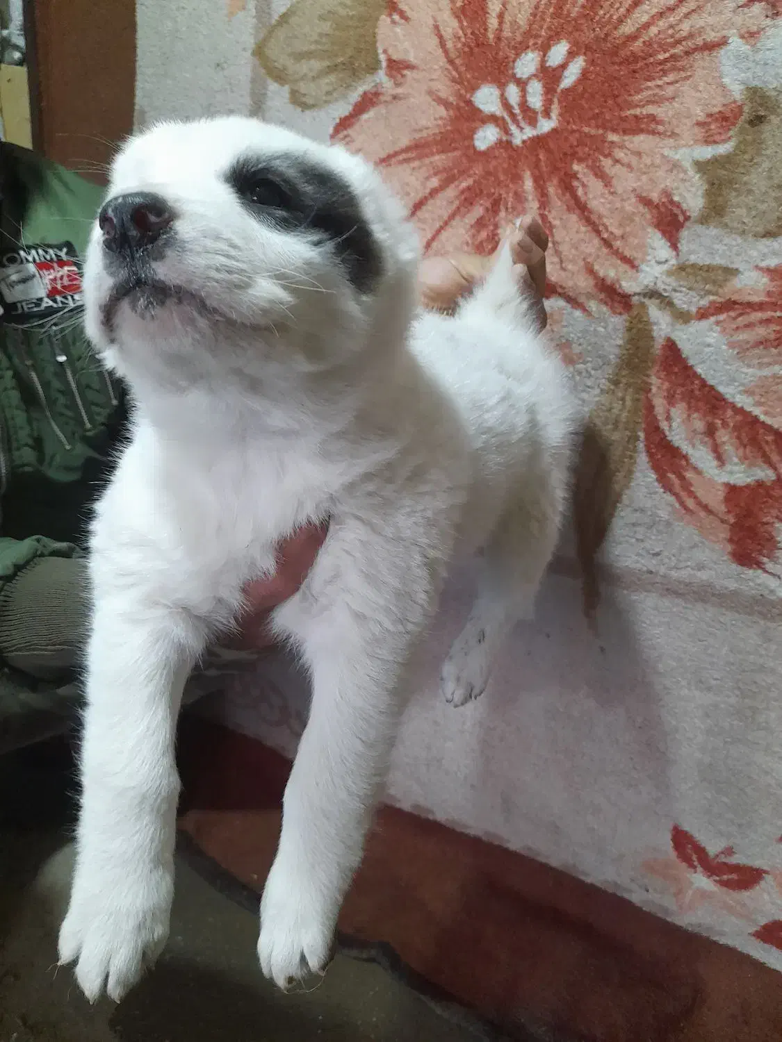 الابای نر و ماده|سگ|سیمین شهر, |دیوار