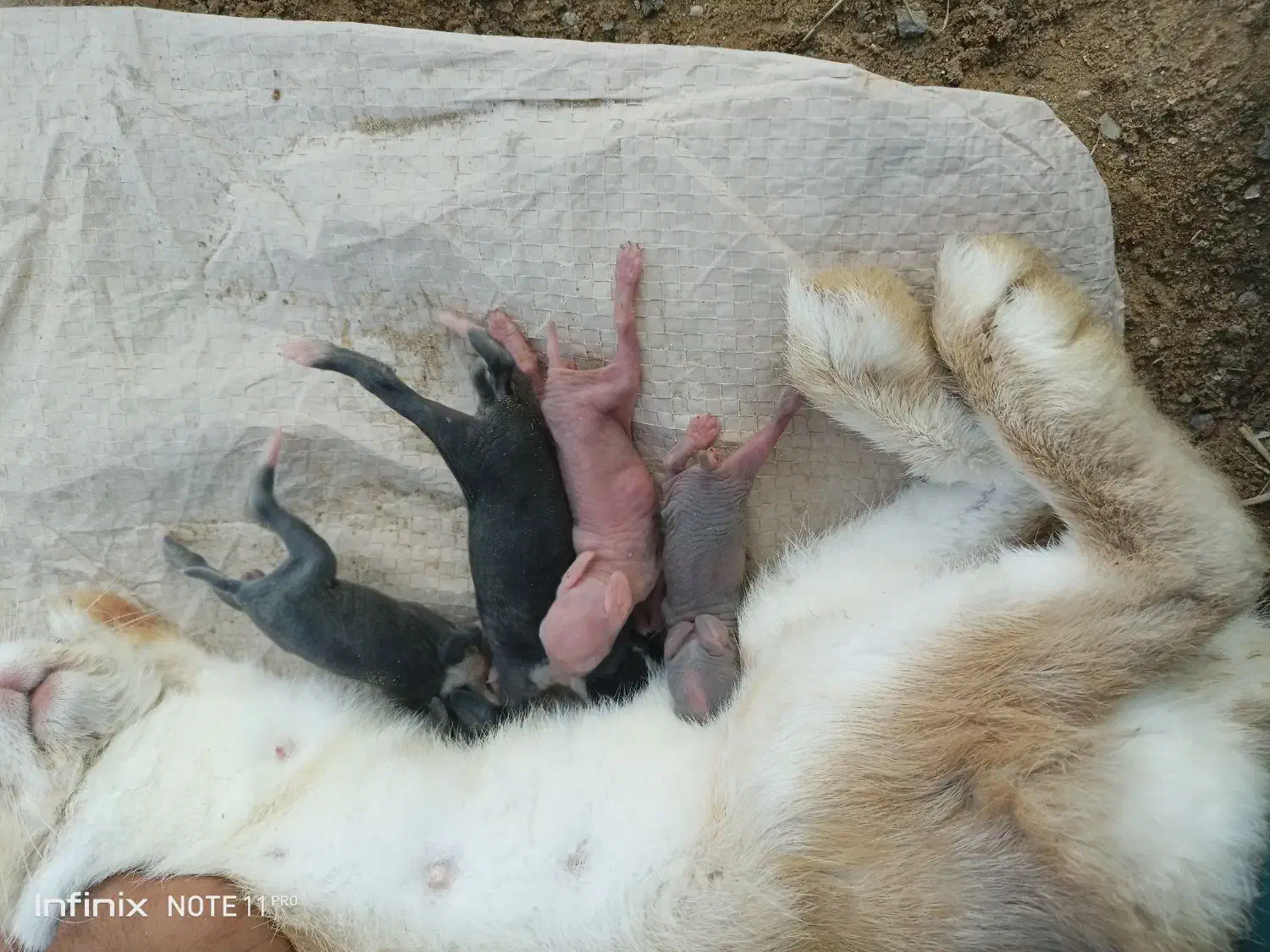 بچه خرگوش با مادر یا تکی|موش و خرگوش|کنارک, |دیوار