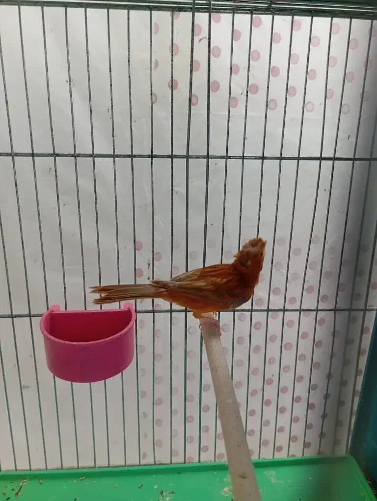 قناری|پرنده|کرمان, |دیوار