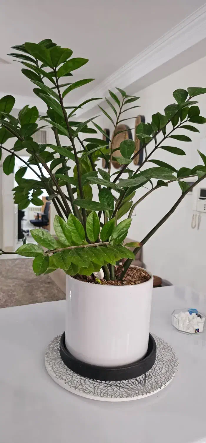 گل طبیعی زاموفیلیا|گل و گیاه طبیعی|تهران, خواجه نظام الملک|دیوار