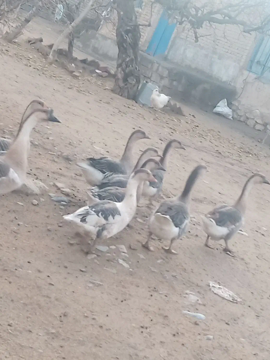 قاز|حیوانات مزرعه|ارومیه, |دیوار