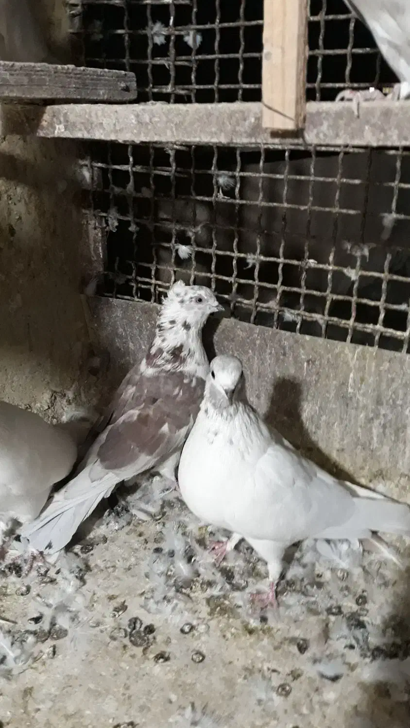 کبوتر|پرنده|اندیشه, اندیشه فاز ۵|دیوار