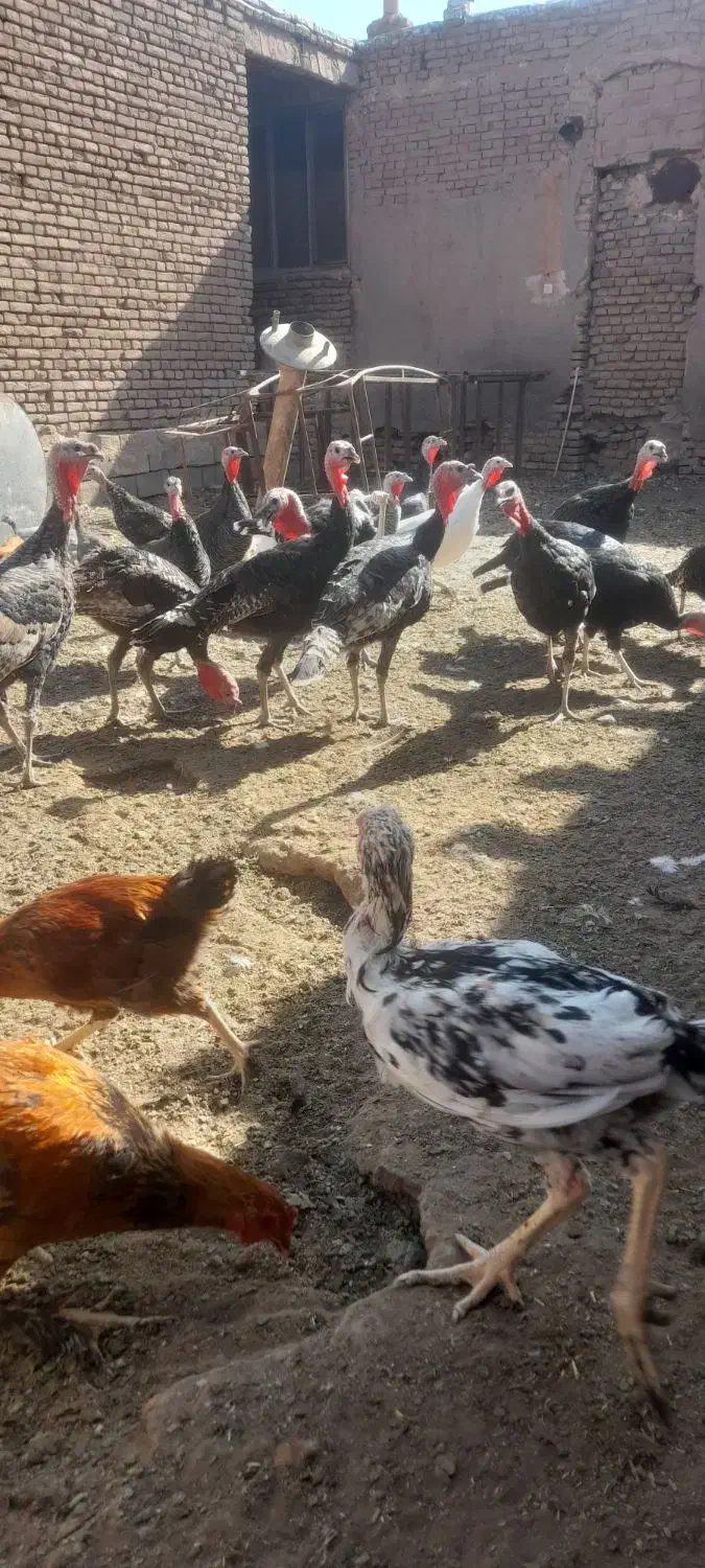 بوقلمون فروشی|حیوانات مزرعه|سبزوار, قصبه شرقی|دیوار