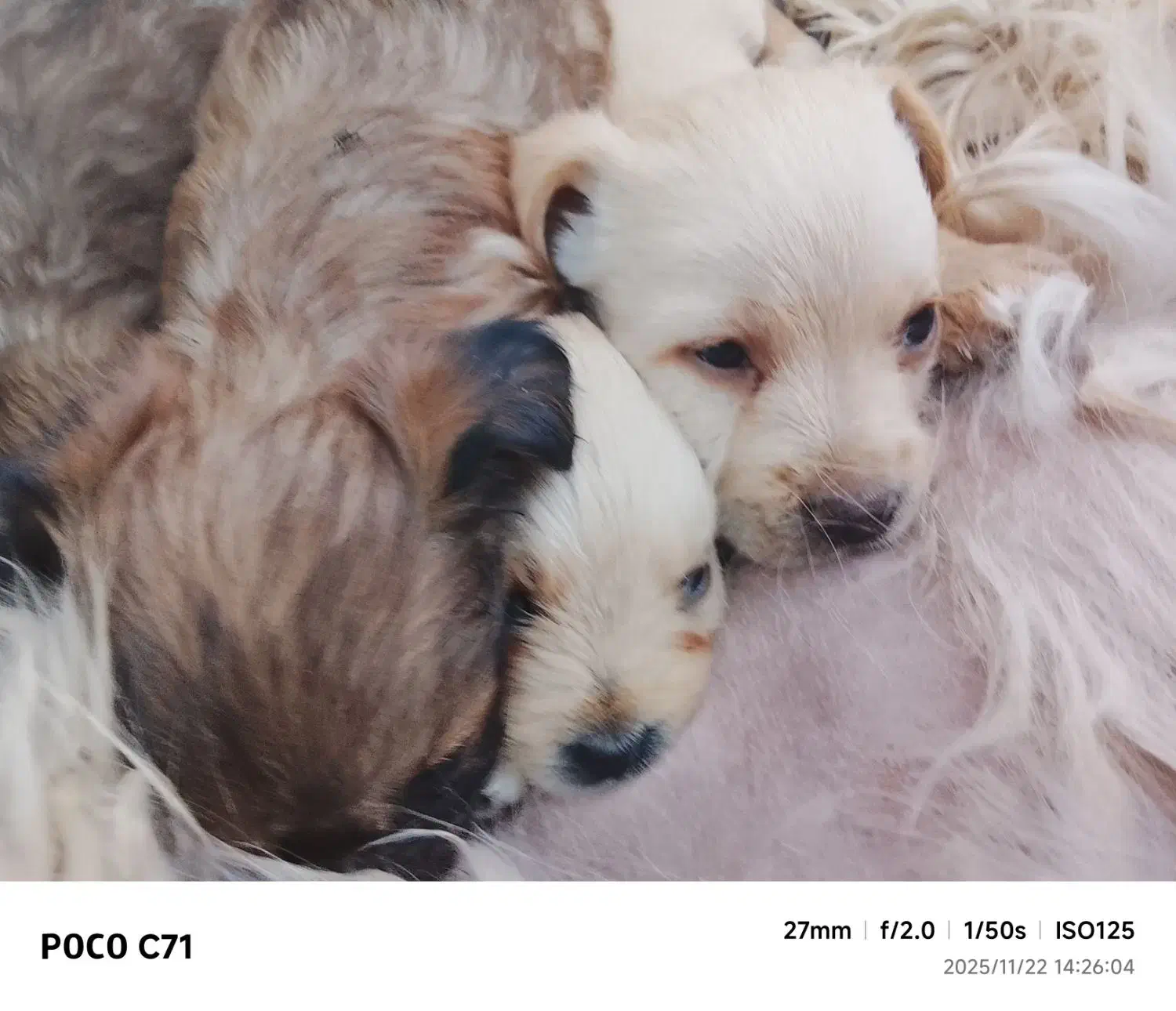 واگذاری توله پشمالو پاکوتاه|سگ|نرماشیر, |دیوار