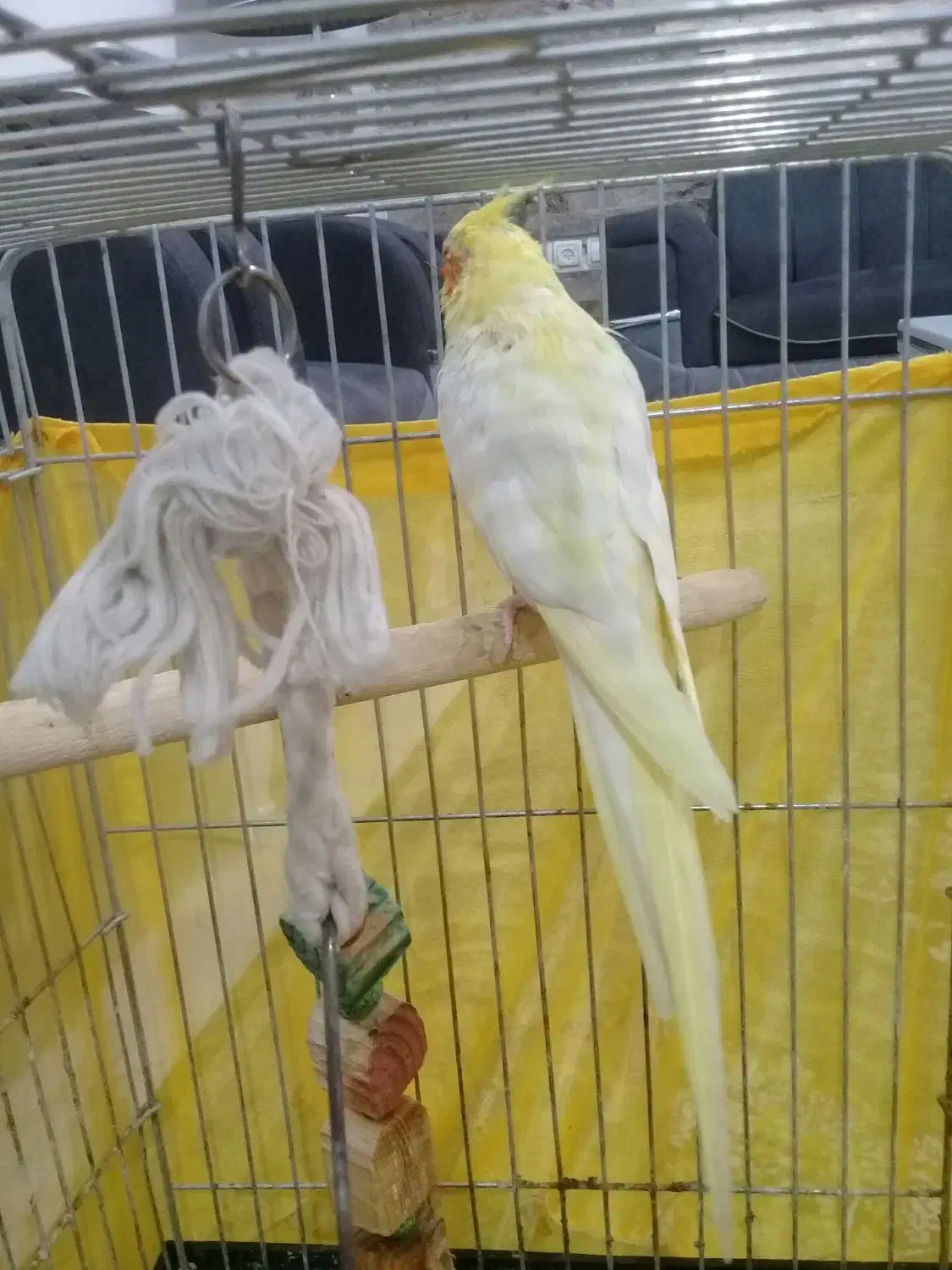 عروس هلندی لوتینو. نر.سخنگو|پرنده|شهریار, شهریار|دیوار