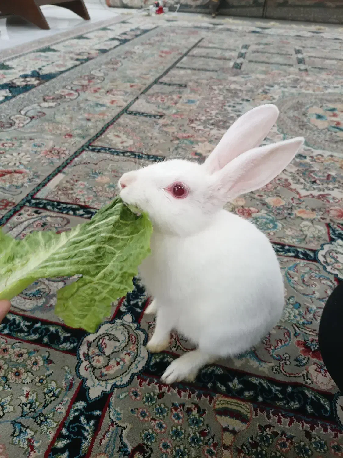 خرگوش|موش و خرگوش|مشهد, علی آباد|دیوار