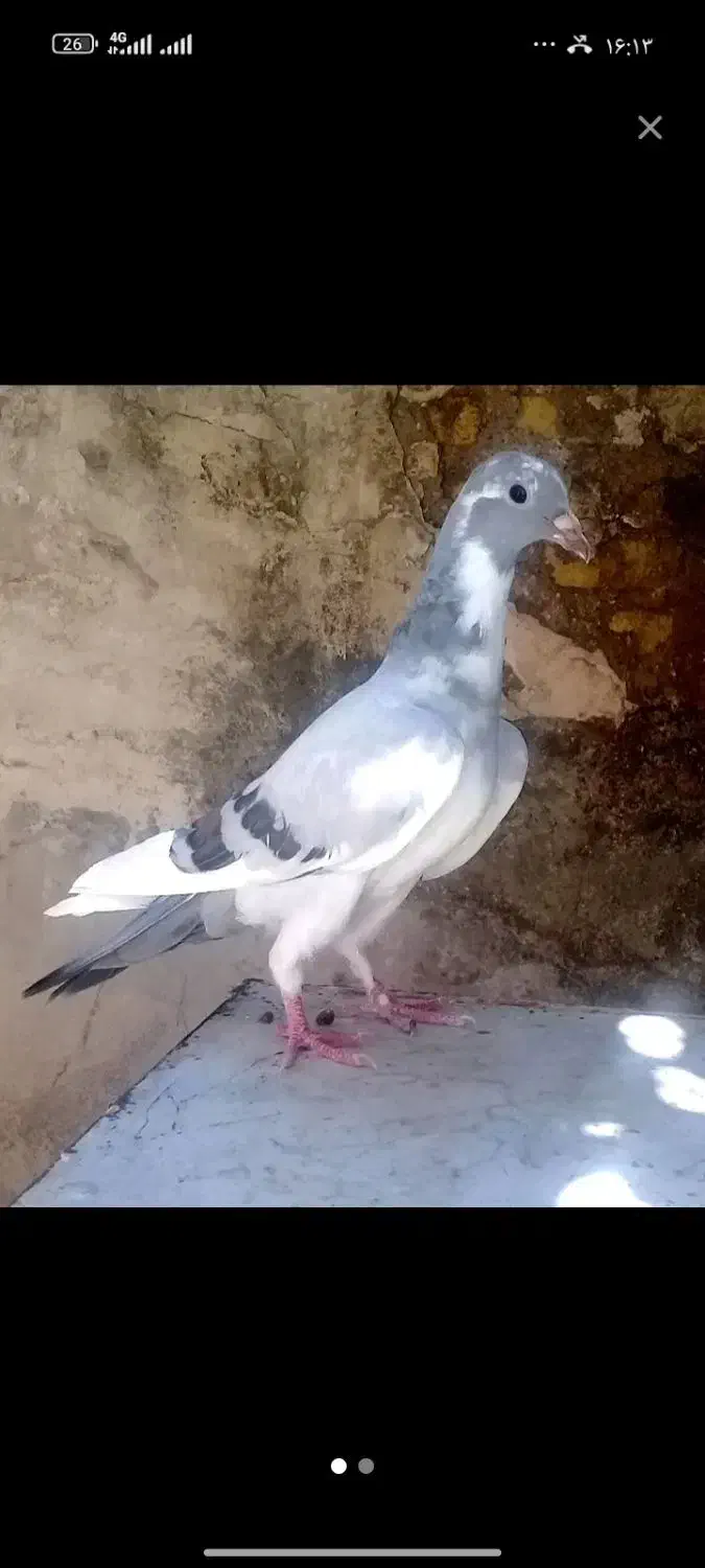 2 جوجه نر آینده دار|پرنده|شیراز, نصر|دیوار