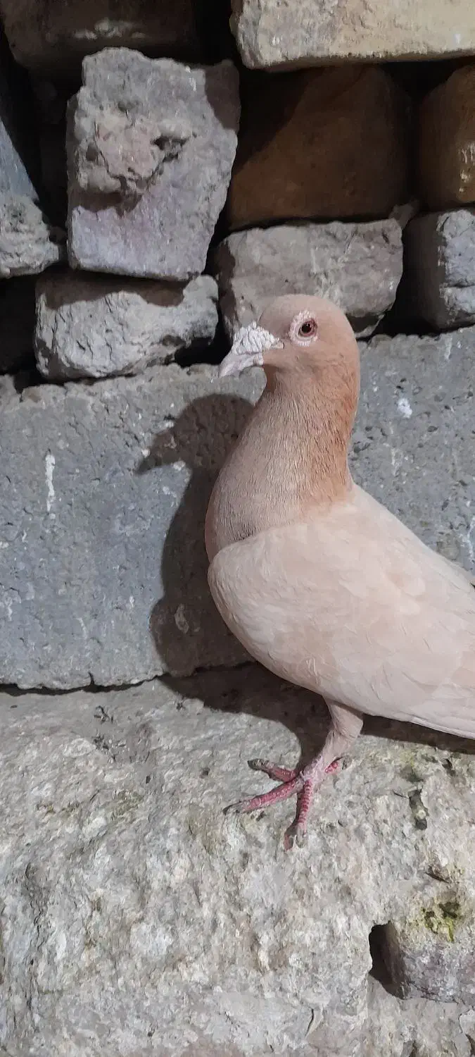 کبوتر زرد ماده|پرنده|زهک, |دیوار