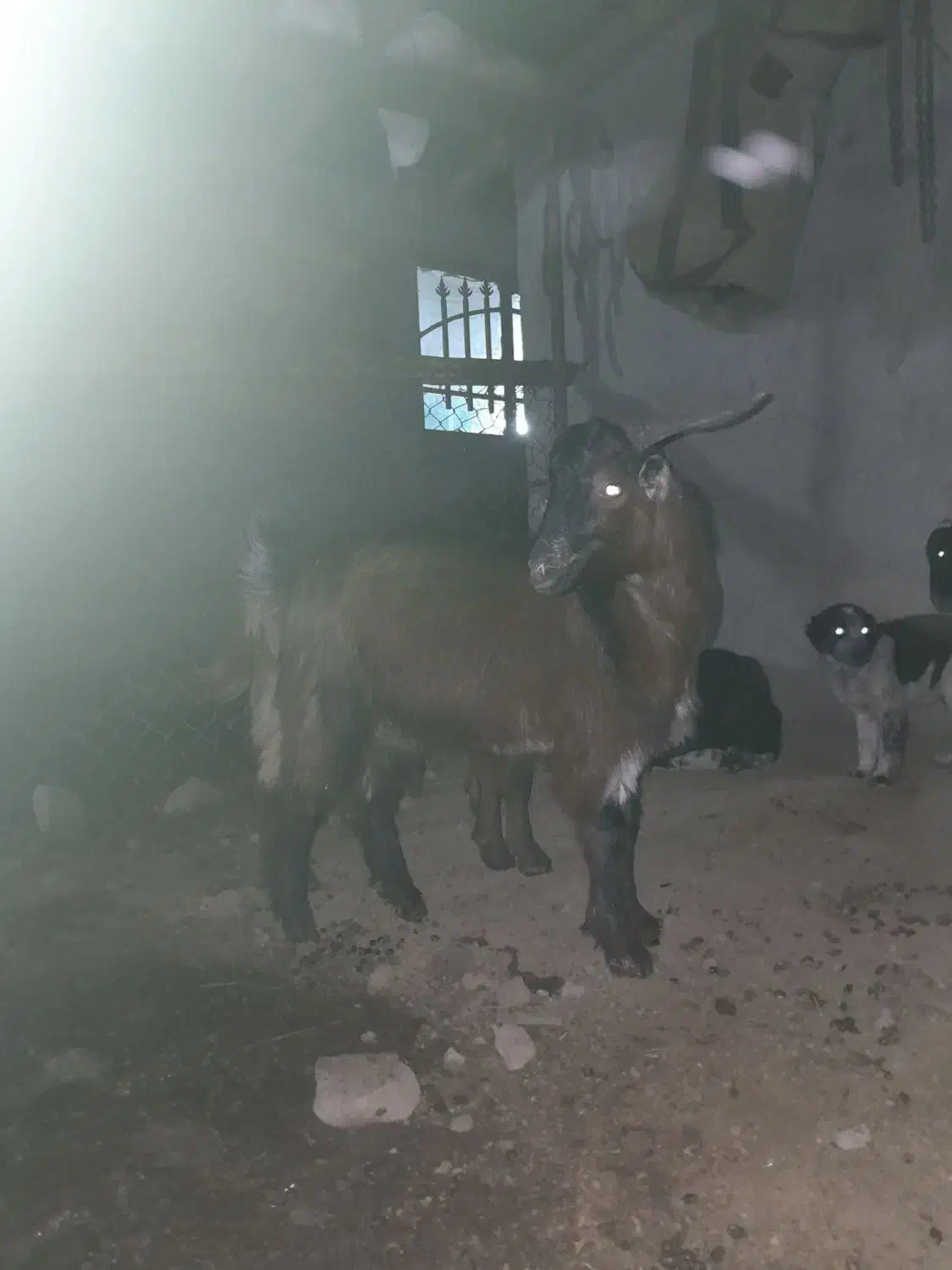 بزغاله نر|حیوانات مزرعه|علی‌آباد کتول, |دیوار