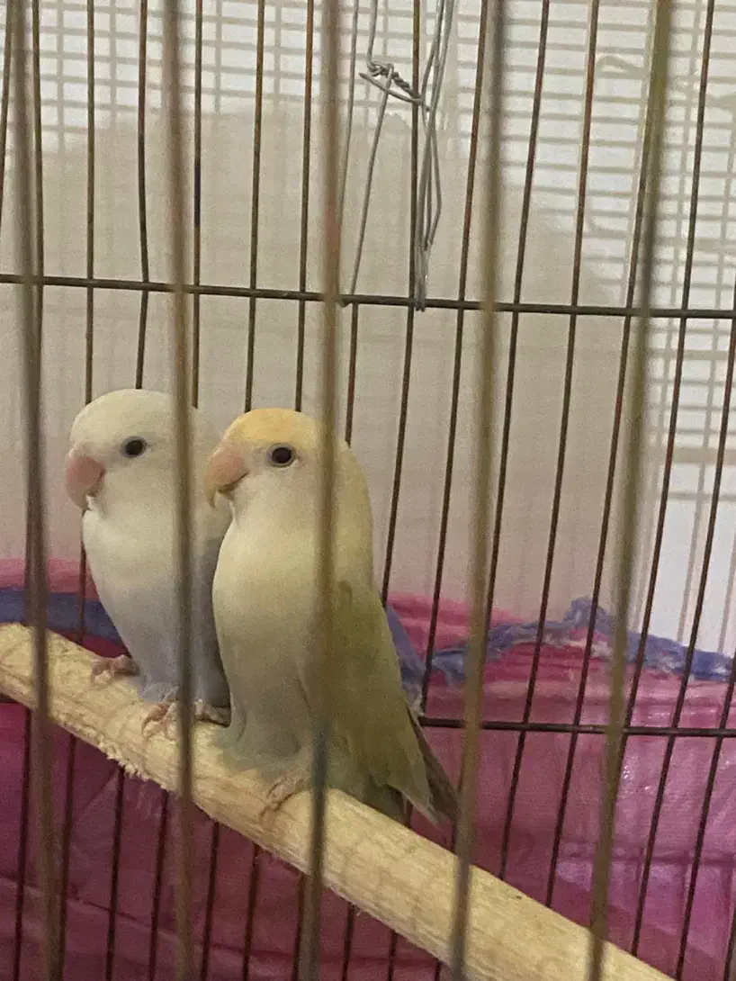 طوطی بریزیلی ماده|پرنده|رفسنجان, |دیوار