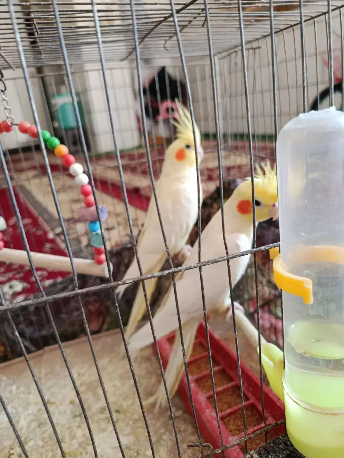 عروس پاریس در حمیدیه|پرنده|حمیدیه, |دیوار