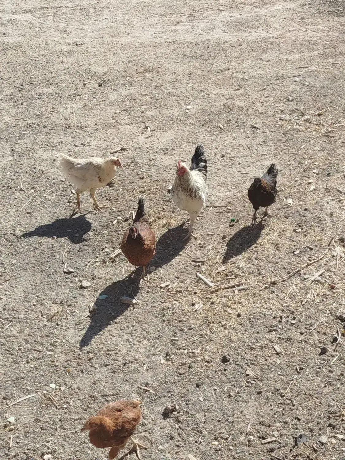 8عدد مرغ و خروس|حیوانات مزرعه|چنگ الماسی, |دیوار