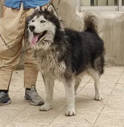 سگ هاسکی|سگ|مشهد, شهرک بهارستان|دیوار