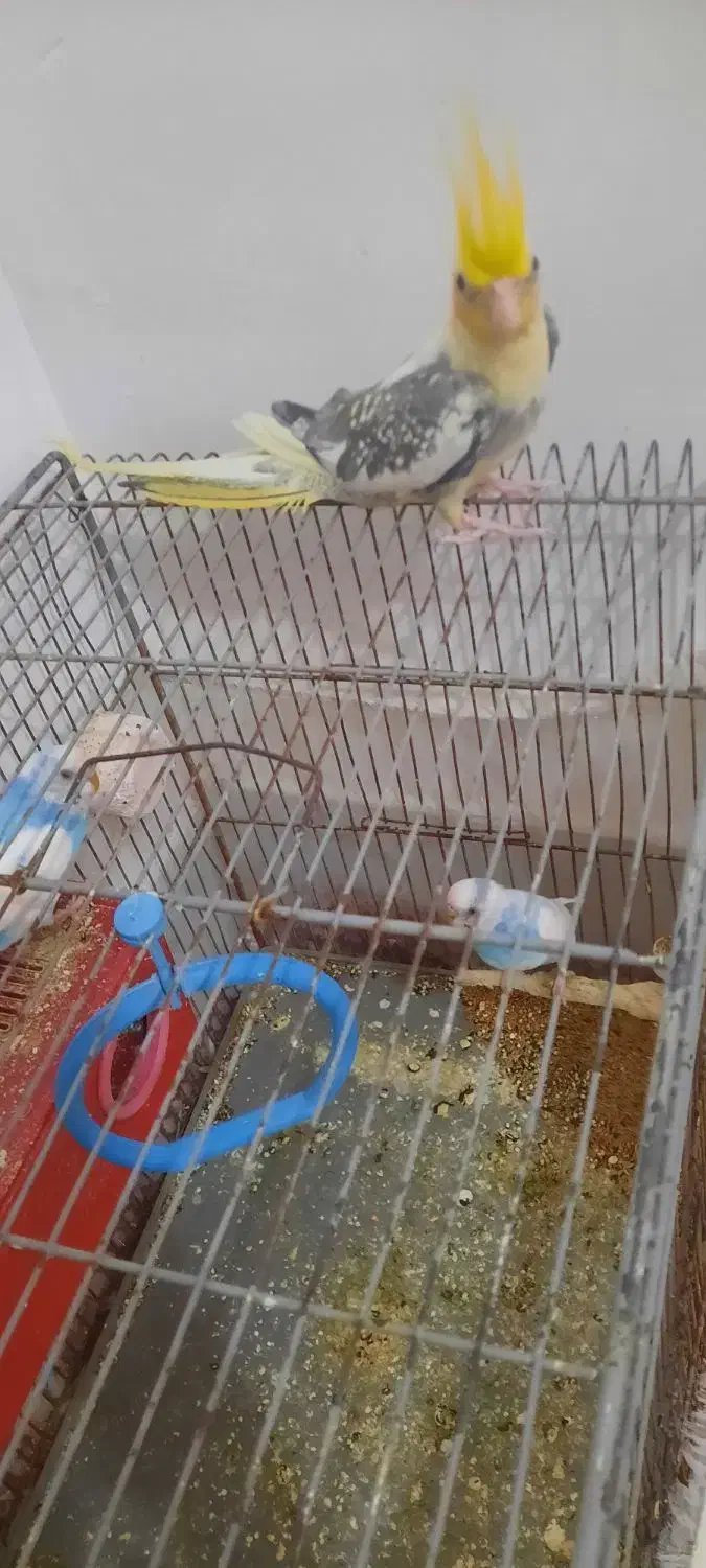 عروس هلندی|پرنده|طبس, |دیوار