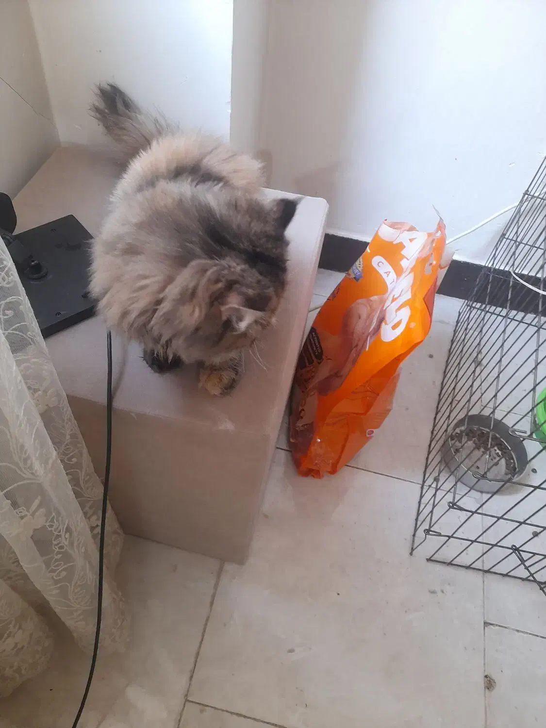 گربه پرشین|گربه|اشتهارد, |دیوار