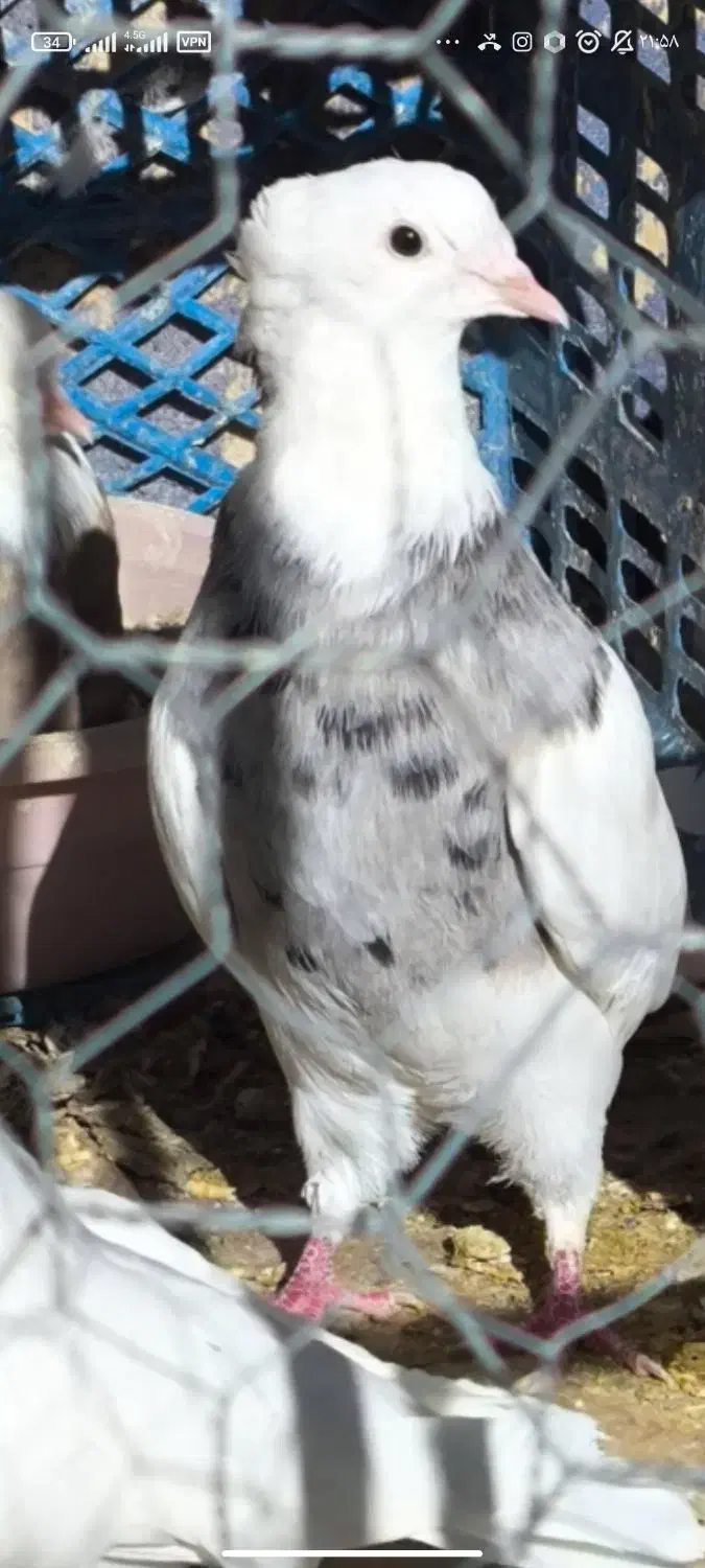 طوقی|پرنده|دهاقان, |دیوار