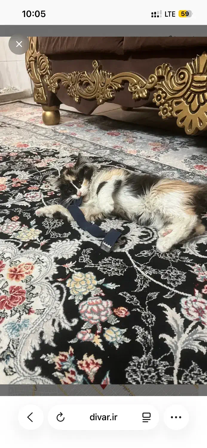 بچه گربه ماده|گربه|تهران, وحیدیه|دیوار