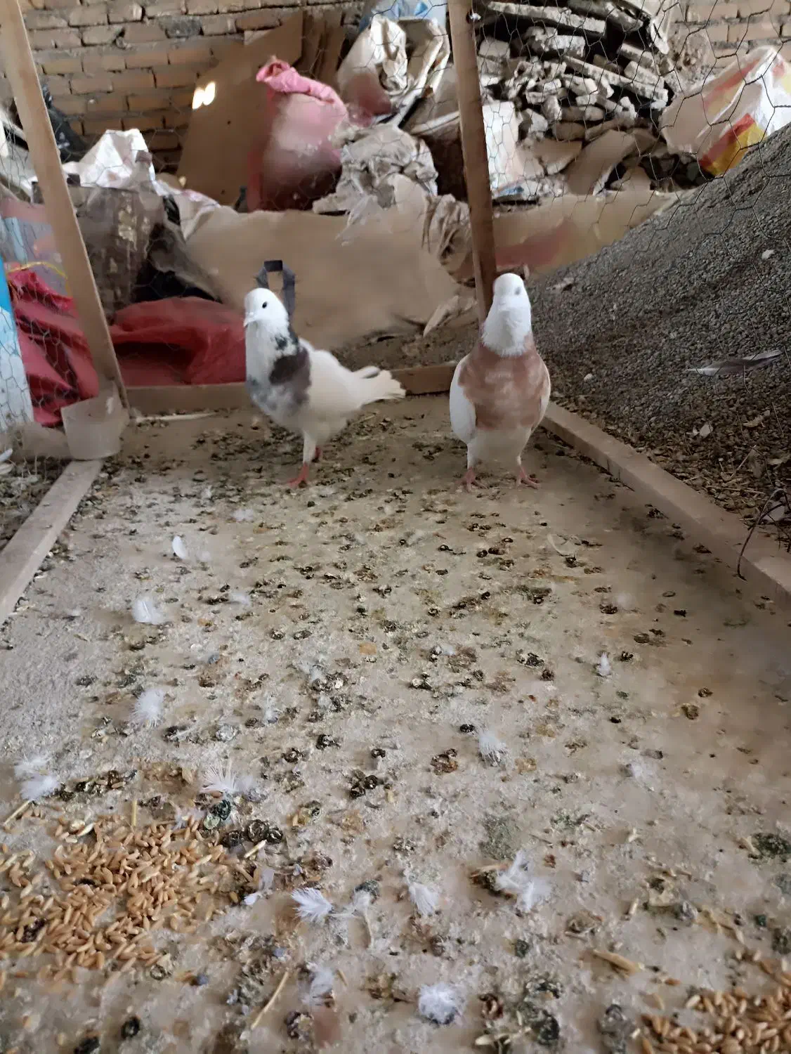 کبوتر|پرنده|بهارستان, |دیوار