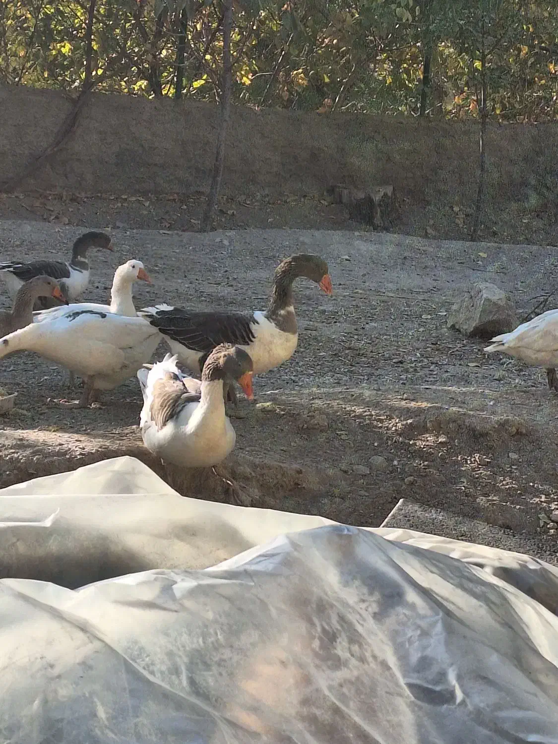 غاز چاق|حیوانات مزرعه|برزک, |دیوار