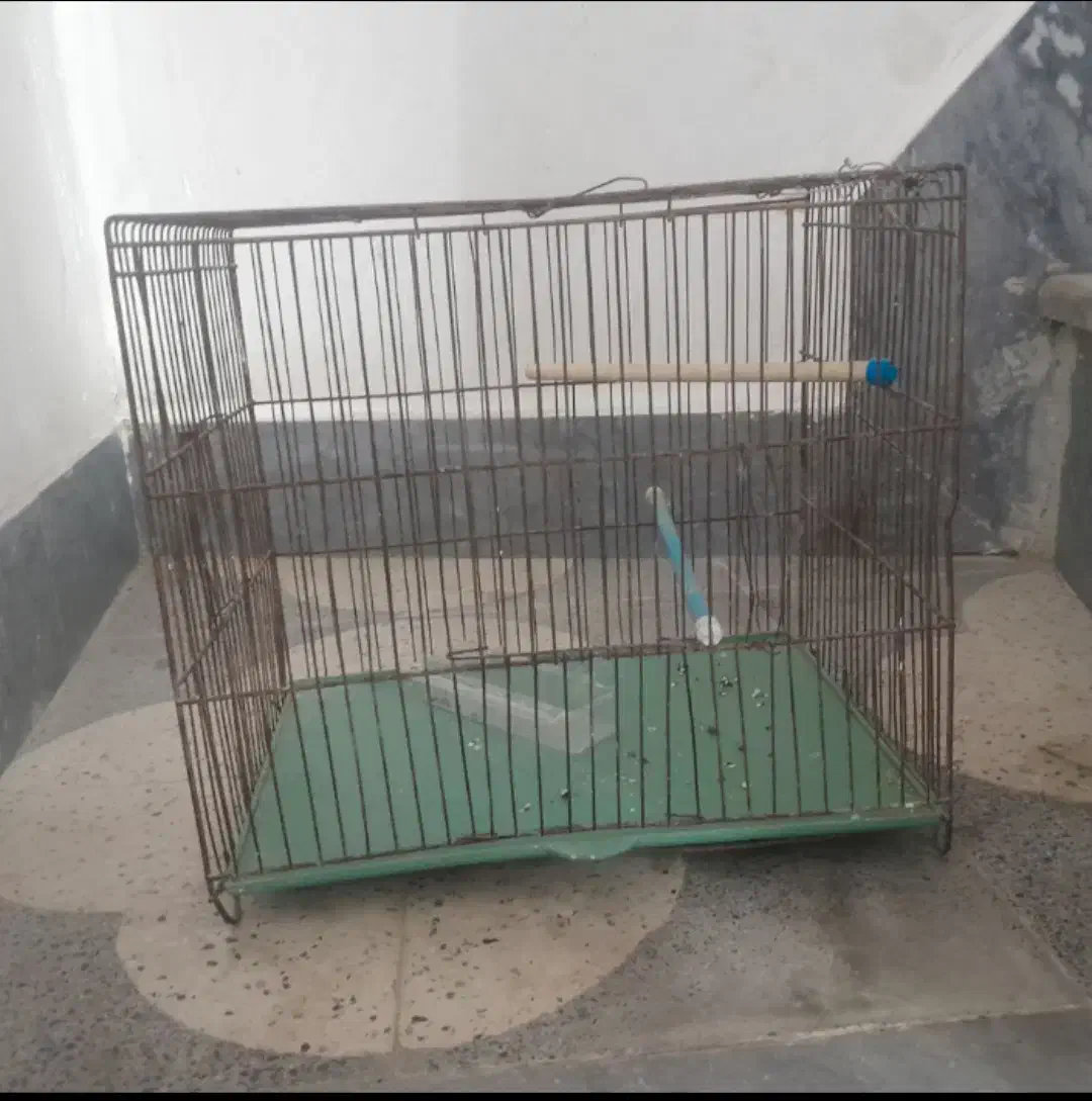 لار|پرنده|خور (فارس), |دیوار