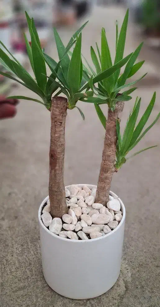 یوکا تنه دار|گل و گیاه طبیعی|مشهد, نیروی هوایی|دیوار