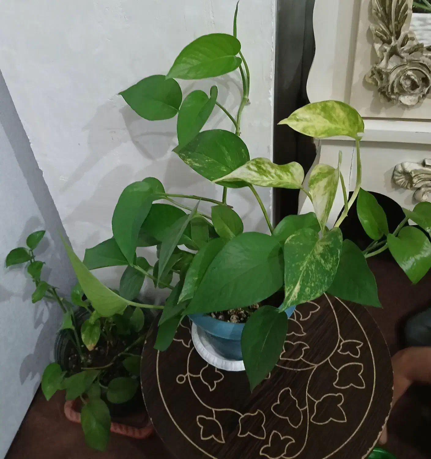 گل های پتوس|حراج|آستانه اشرفیه, |دیوار