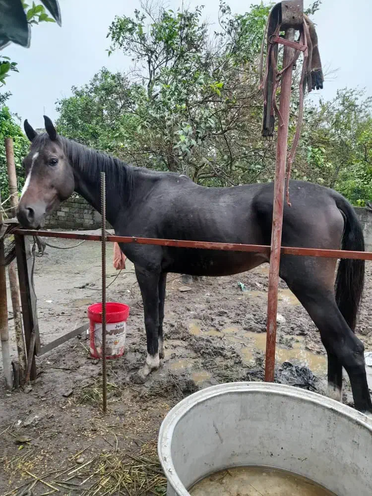 اسب عرب شناسنامه دار|اسب و تجهیزات اسبسواری|تنکابن, |دیوار