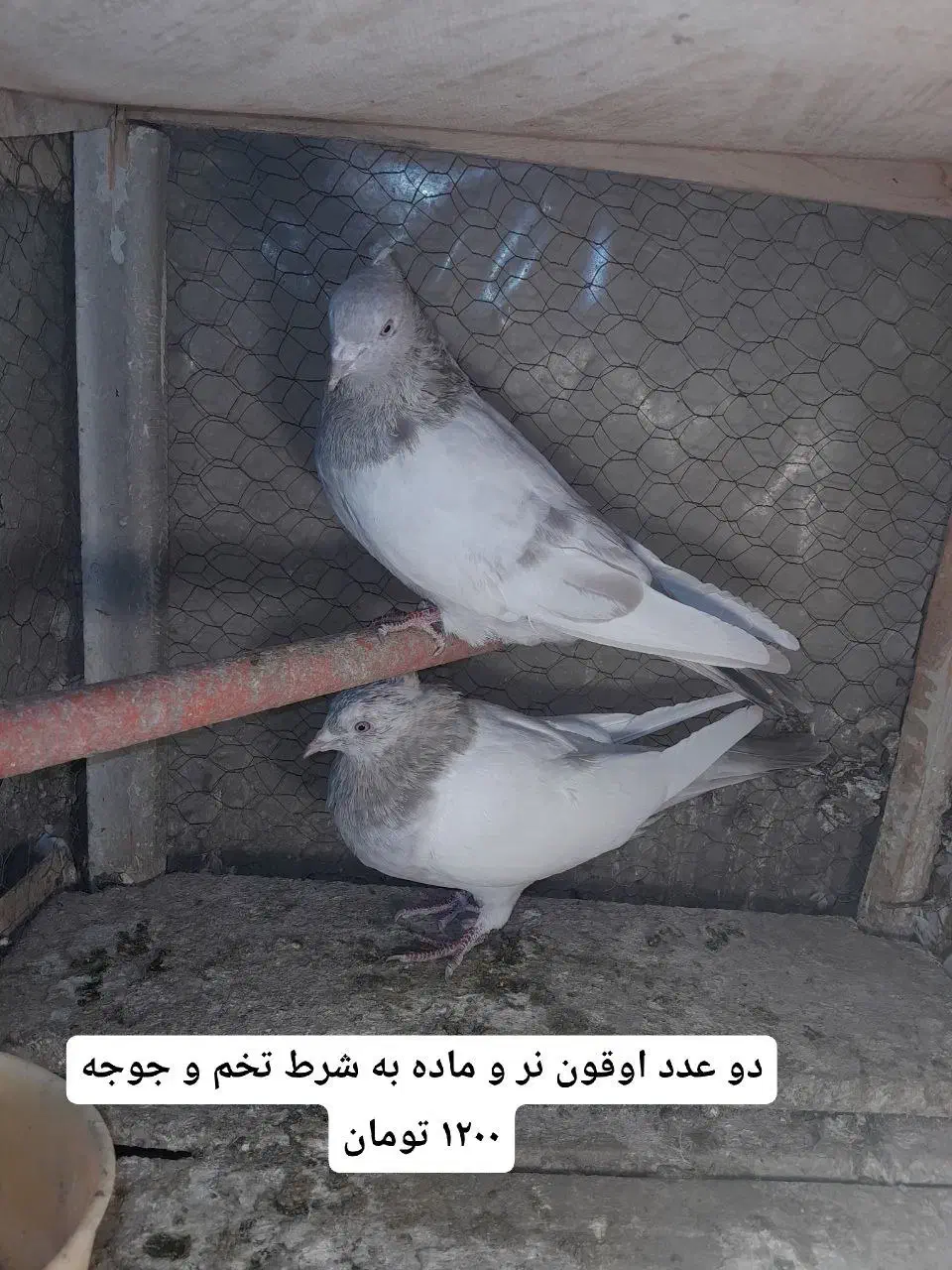 کبوتر جفت پررشی|پرنده|مشهد, نیروی هوایی|دیوار