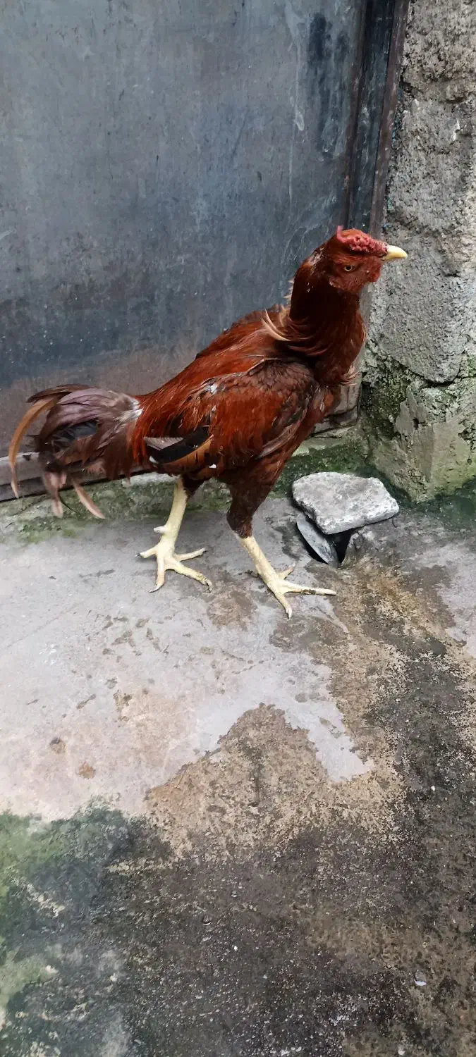 خروس لاری|حیوانات مزرعه|رشت, ولکس|دیوار