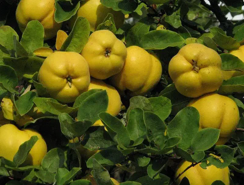 نهالستان میوه و گردو های پربار پالیز|خدمات باغبانی و درختکاری|فولادشهر, بوستان خلیج فارس|دیوار