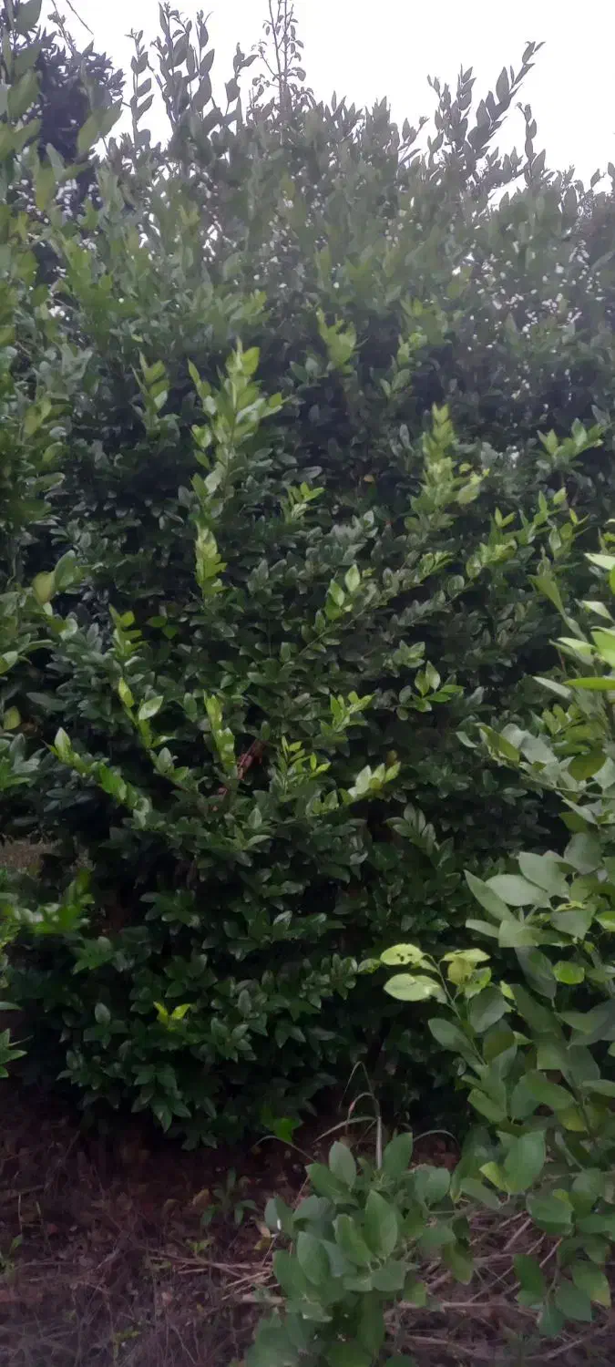 فروش یاس هلندی شمشاد طلایی سبز|گل و گیاه طبیعی|آمل, |دیوار