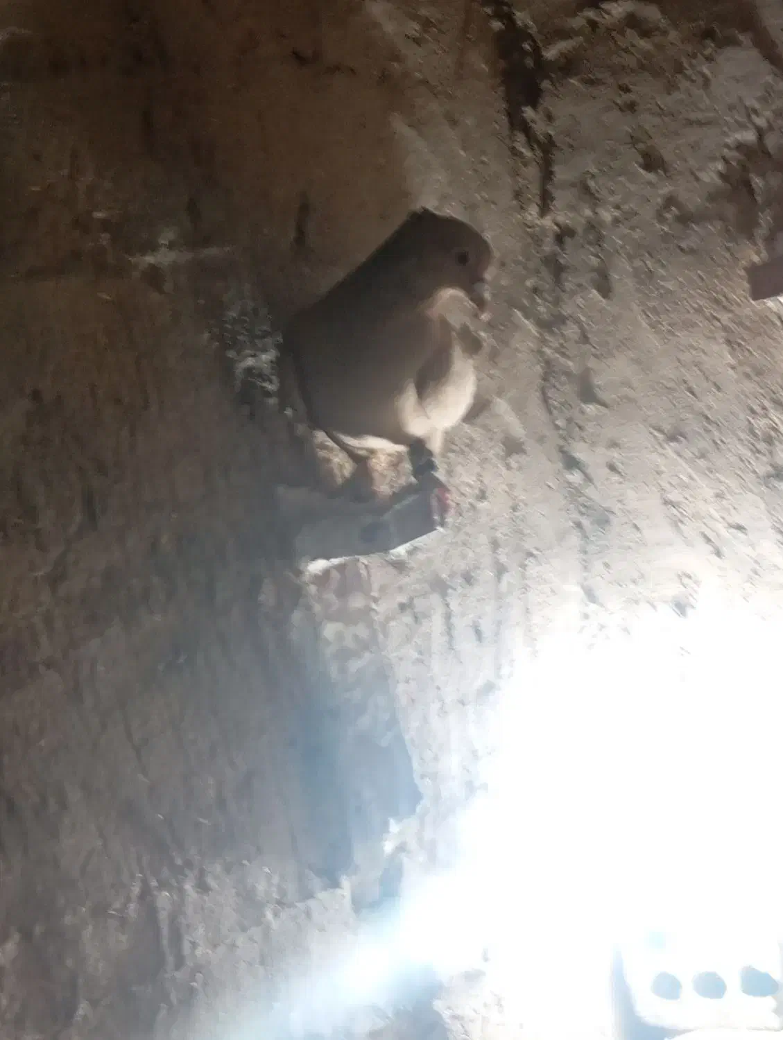 نر مایه زرد|پرنده|زرند, |دیوار