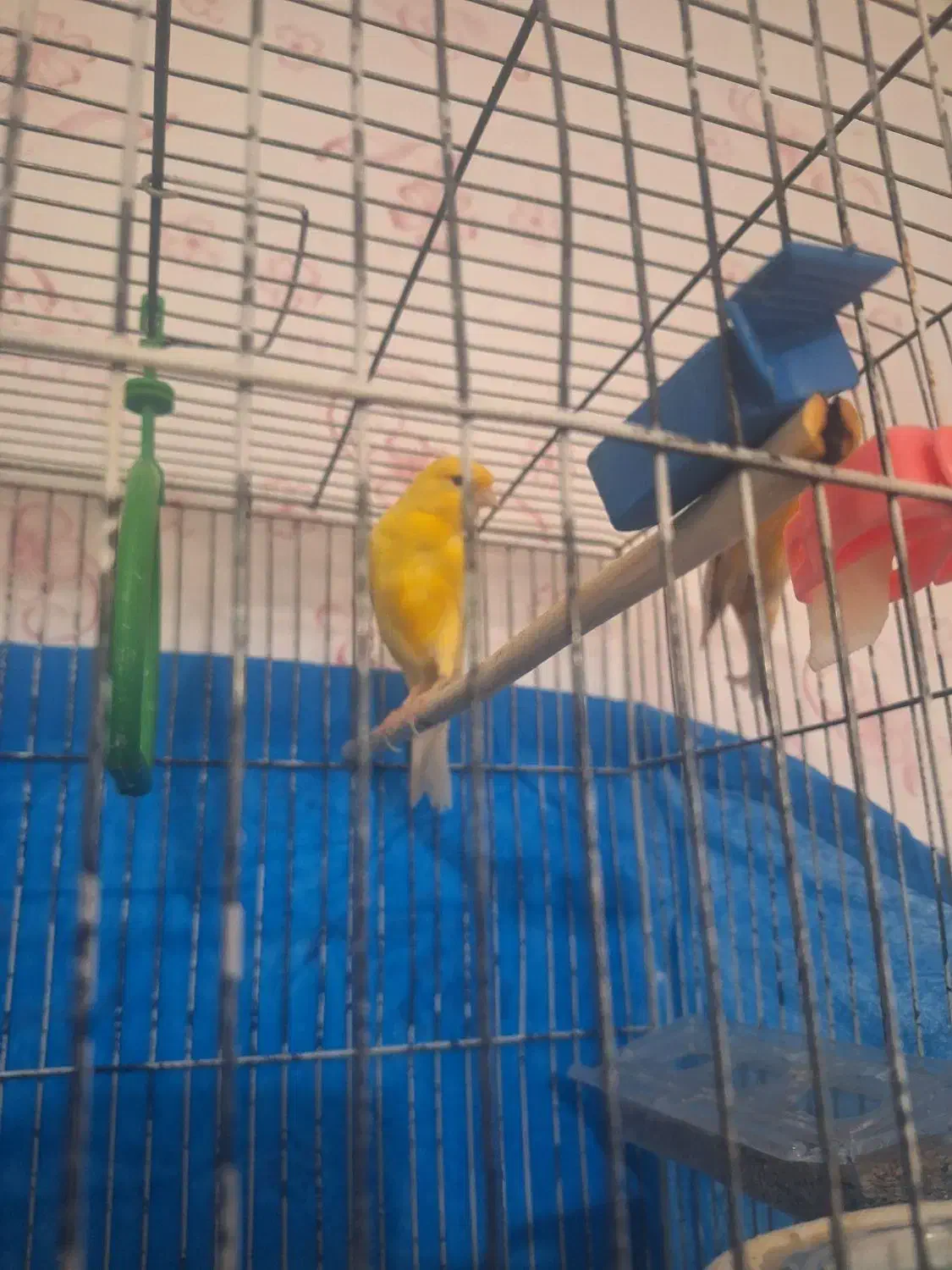 فروش فوری یه عددقناری ماده به قیمت ۱۵۰۰۰۰۰۰|پرنده|مسجد سلیمان, |دیوار