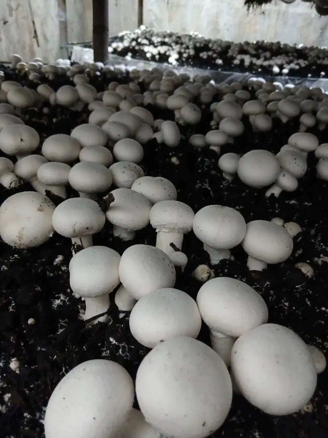 شیفت شب شرکت قارچ|استخدام صنعتی، فنی، مهندسی|سیدان, |دیوار