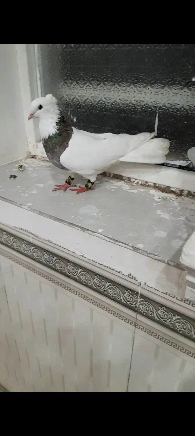 طوقی|پرنده|عنبرآباد, |دیوار