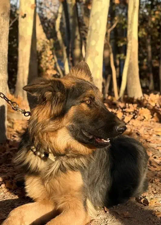 توله ژرمن 7 ماهه نر|سگ|مبارکه, |دیوار