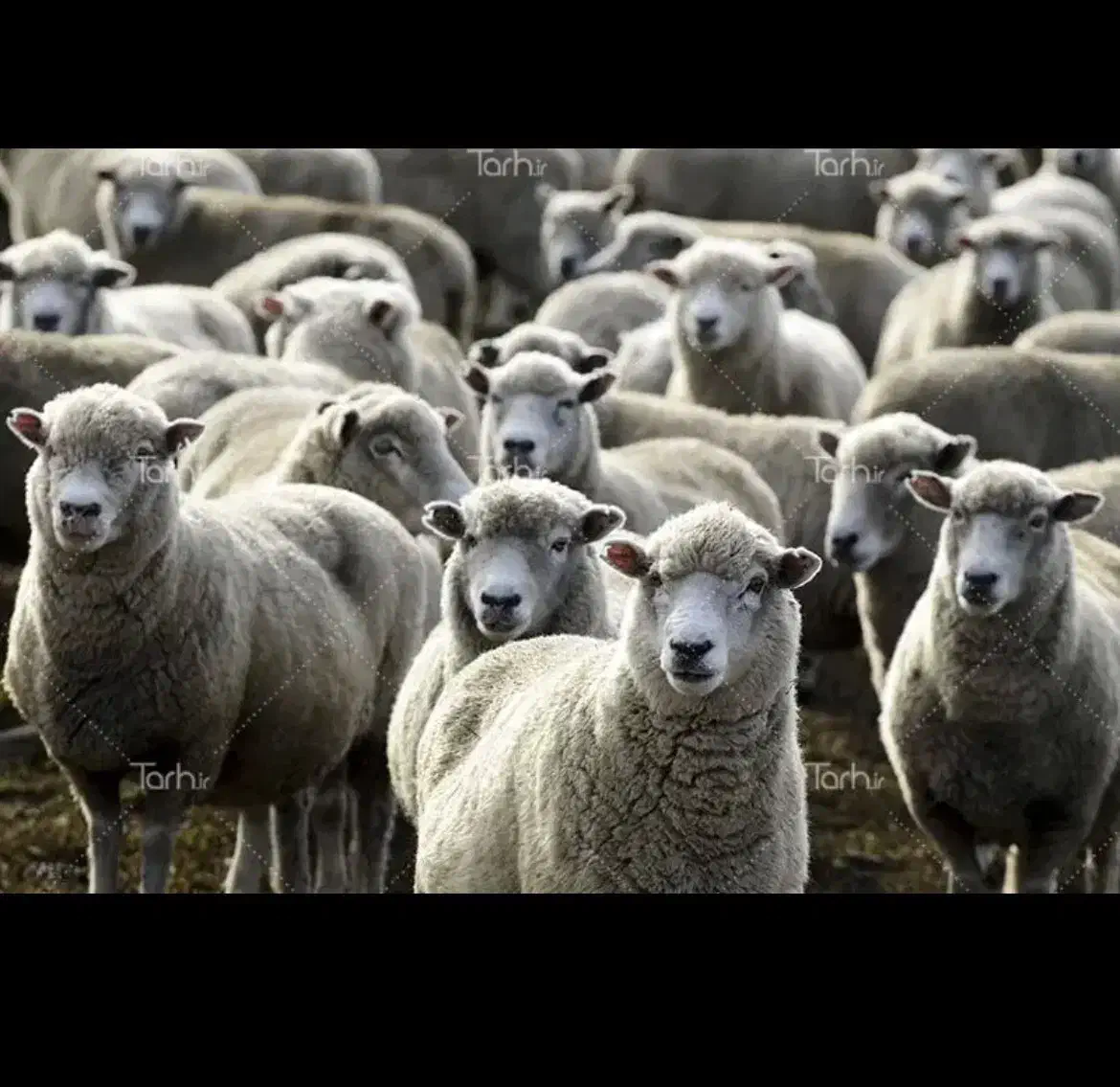 طهران دام     فروش ویژه گوسفند زنده|حیوانات مزرعه|تهران, تهرانسر غربی|دیوار