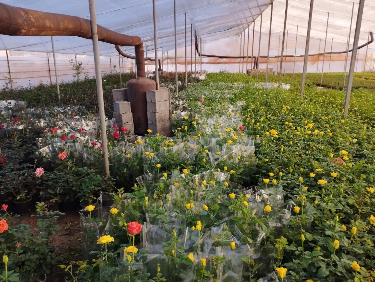 گل وگیاه|گل و گیاه طبیعی|محلات, |دیوار