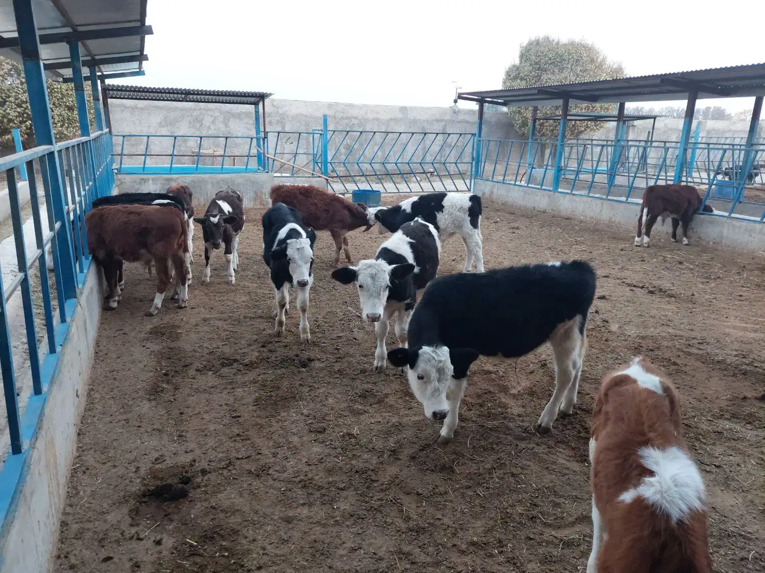 گوساله سیمینتال|حیوانات مزرعه|پیشوا, |دیوار