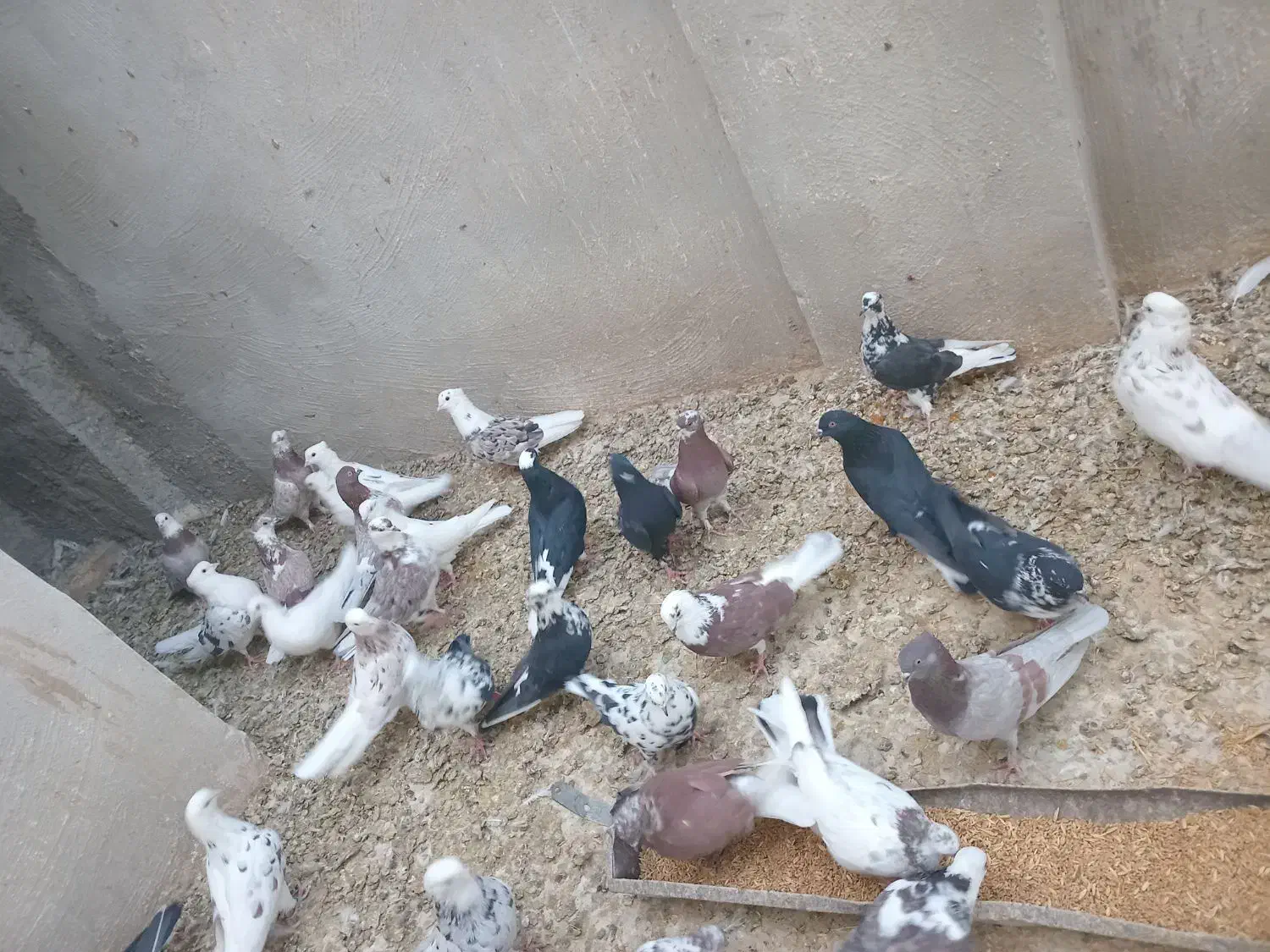 کبوتر|پرنده|گرمسار, |دیوار