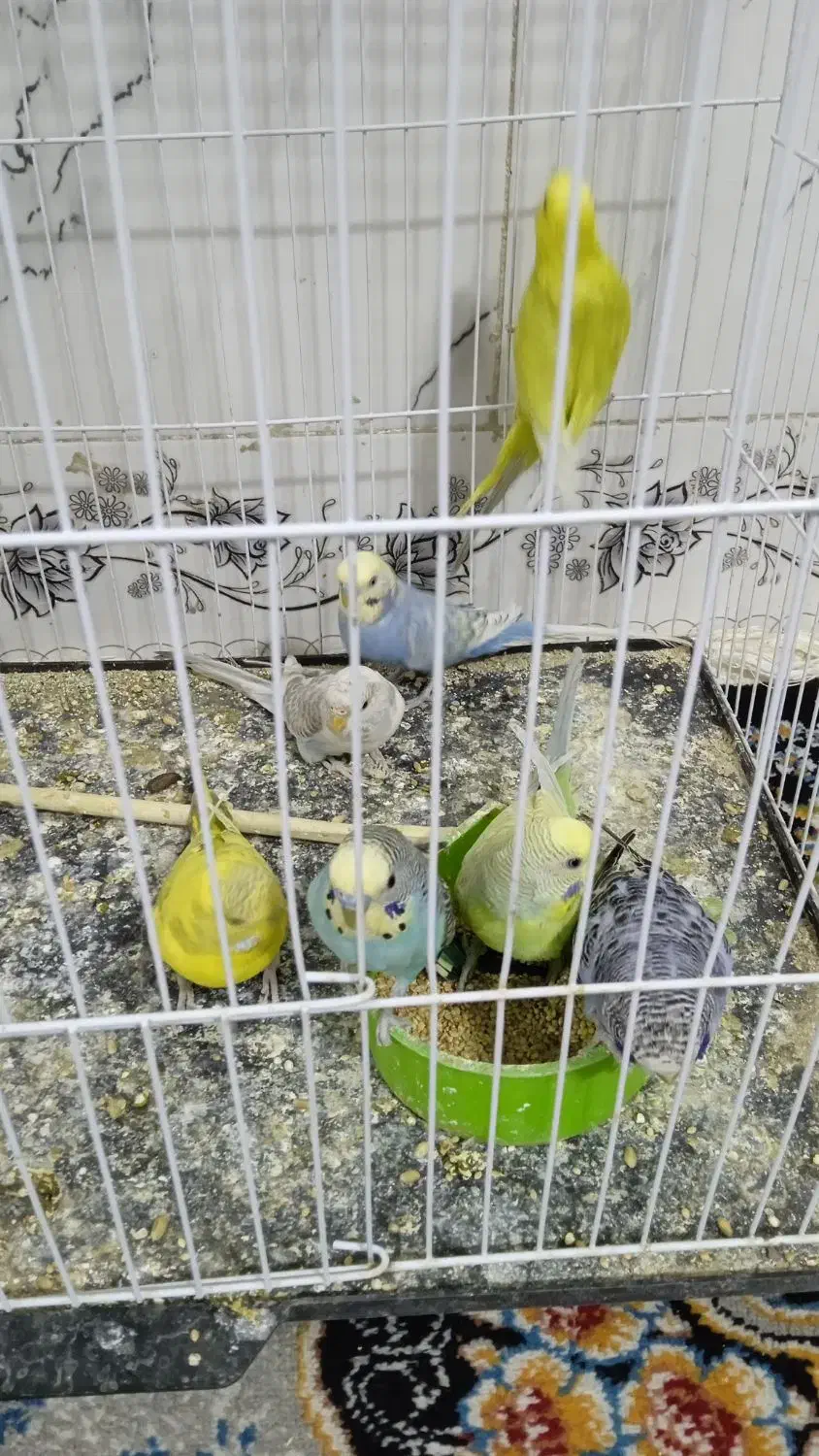 مرغ عشق|پرنده|تربت‌حیدریه, حاجی یار‎|دیوار