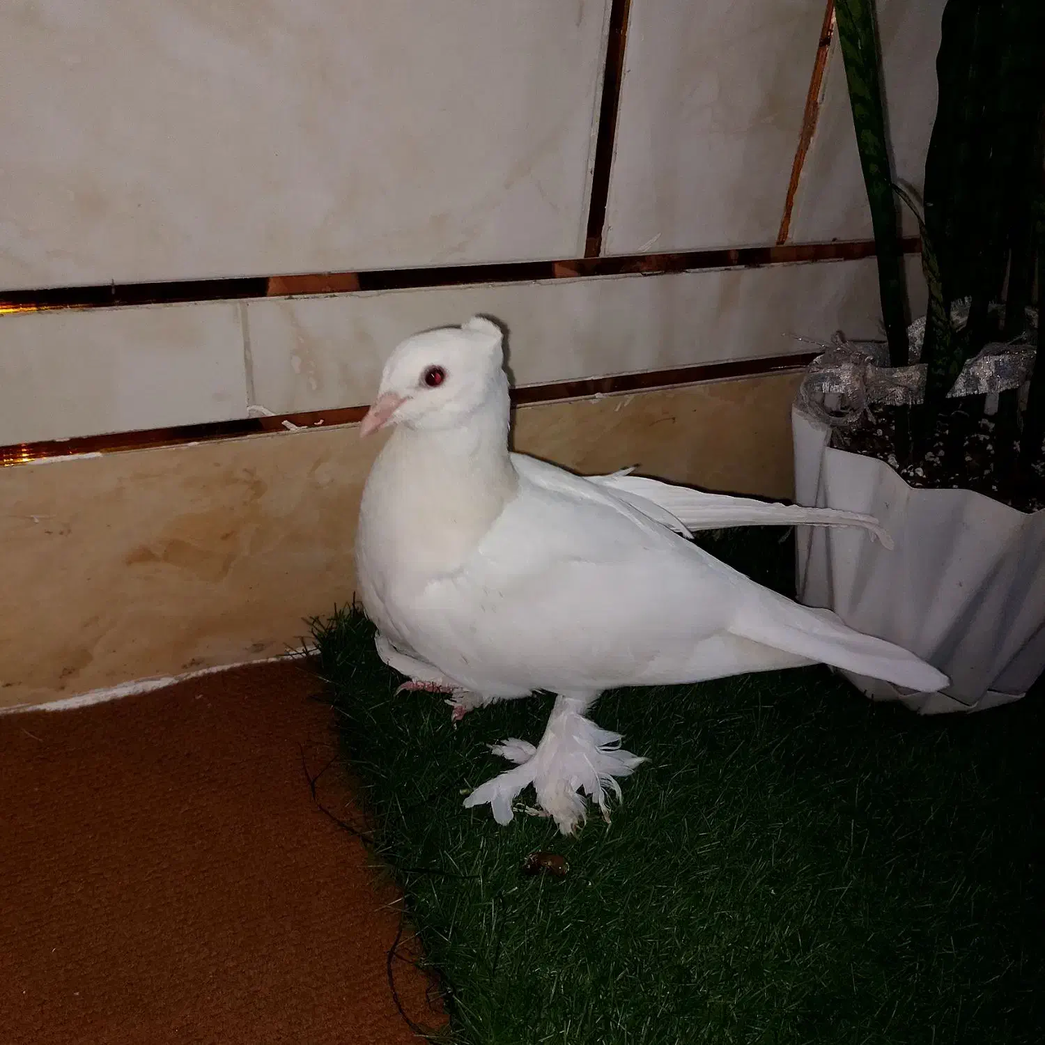 کبوترشهری چینی نریه پری|پرنده|گتوند, |دیوار